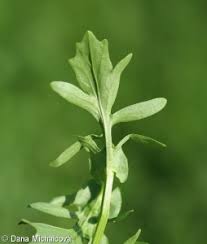 Attēlu rezultāti vaicājumam “Barbarea vulgaris subsp. arcuata”