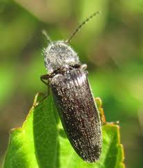 Attēlu rezultāti vaicājumam “Athous sp.”