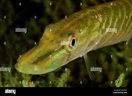 Image result for Esox lucius