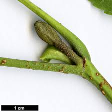 Attēlu rezultāti vaicājumam “Alnus glutinosa bud”