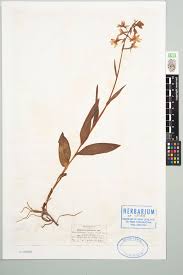 Attēlu rezultāti vaicājumam “Epipactis palustris”