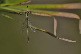 Attēlu rezultāti vaicājumam “Chalcolestes viridis”