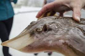 Image result for Rostroraja eglanteria