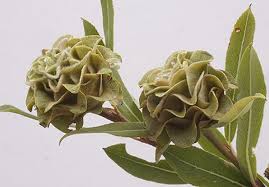 Attēlu rezultāti vaicājumam “Rhabdophaga rosaria”