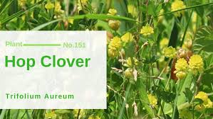 Attēlu rezultāti vaicājumam “Trifolium aureum leaf”