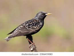 Attēlu rezultāti vaicājumam “Sturnus vulgaris male”