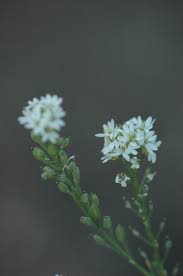 Attēlu rezultāti vaicājumam “Berteroa incana flower”