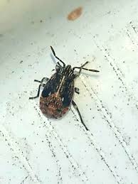 Attēlu rezultāti vaicājumam “Nithecus jacobaeae”