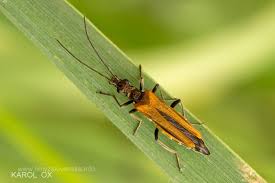 Attēlu rezultāti vaicājumam “Oedemera femorata”