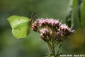 Attēlu rezultāti vaicājumam “Gonepteryx rhamni upperside”