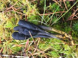 Attēlu rezultāti vaicājumam “Cordyceps ophioglossoides”