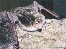 Attēlu rezultāti vaicājumam “Myotis dasycneme”