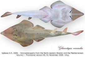 Image result for Glaucostegus cemiculus