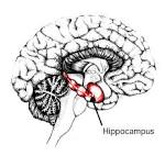 Memory Loss &amp; the Brain