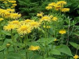 Attēlu rezultāti vaicājumam “Telekia speciosa flower”