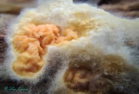 Attēlu rezultāti vaicājumam “Leucogyrophana sororia”