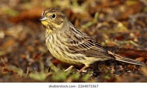 Attēlu rezultāti vaicājumam “Emberiza citrinella juvenile”