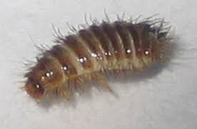 Attēlu rezultāti vaicājumam “Anthrenus sp. larva”