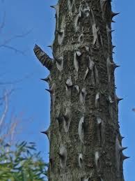 Attēlu rezultāti vaicājumam “Kalopanax septemlobus”