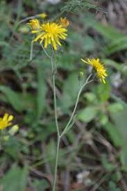 Attēlu rezultāti vaicājumam “Hieracium vulgatum”