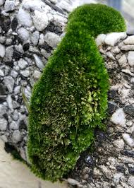 Attēlu rezultāti vaicājumam “Bryum moravicum”