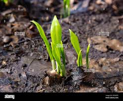Attēlu rezultāti vaicājumam “Allium ursinum leaf”