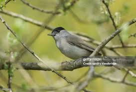 Attēlu rezultāti vaicājumam “Sylvia atricapilla male”