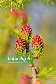 Attēlu rezultāti vaicājumam “Larix decidua flower”