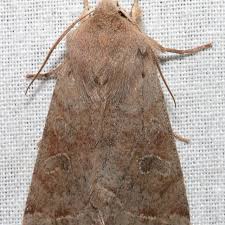 Attēlu rezultāti vaicājumam “Orthosia sp.”