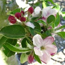 Attēlu rezultāti vaicājumam “Malus domestica flower”