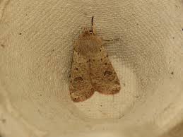 Attēlu rezultāti vaicājumam “Orthosia cruda”