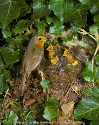 Attēlu rezultāti vaicājumam “Erithacus rubecula nest”