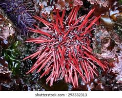 Image result for Mesocentrotus franciscanus