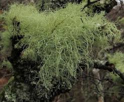 Attēlu rezultāti vaicājumam “Usnea subfloridana”