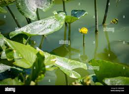 Attēlu rezultāti vaicājumam “Nuphar lutea flower”