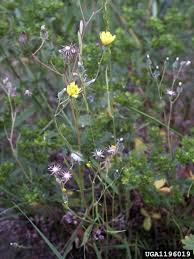 Attēlu rezultāti vaicājumam “Crepis tectorum”