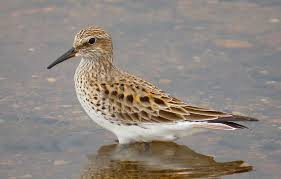 Attēlu rezultāti vaicājumam “Calidris”