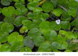 Attēlu rezultāti vaicājumam “Hydrocharis morsus-ranae flower”