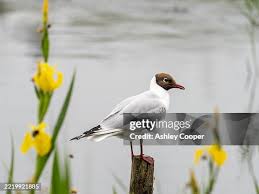 Image result for Chroicocephalus ridibundus