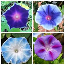 Image result for Ipomoea Lavender