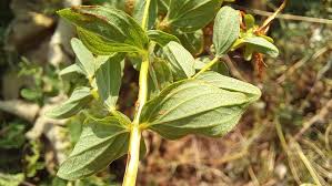 Attēlu rezultāti vaicājumam “Hypericum maculatum leaf”