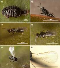 Attēlu rezultāti vaicājumam “Galerucella nymphaeae”