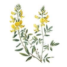 Attēlu rezultāti vaicājumam “Cytisus scoparius leaf”