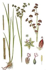 Attēlu rezultāti vaicājumam “Juncus alpinoarticulatus leaf”