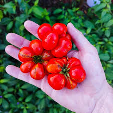 Afbeeldingsresultaat voor voyage tomato