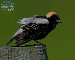 Image result for Dolichonyx oryzivorus