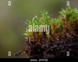 Attēlu rezultāti vaicājumam “Bryoerythrophyllum recurvirostrum sporophyte”