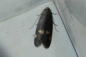 Attēlu rezultāti vaicājumam “Borkhausenia minutella”