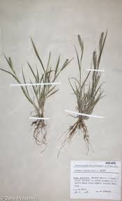 Attēlu rezultāti vaicājumam “Setaria viridis fruit”