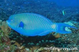 Image result for Scarus fuscopurpureus